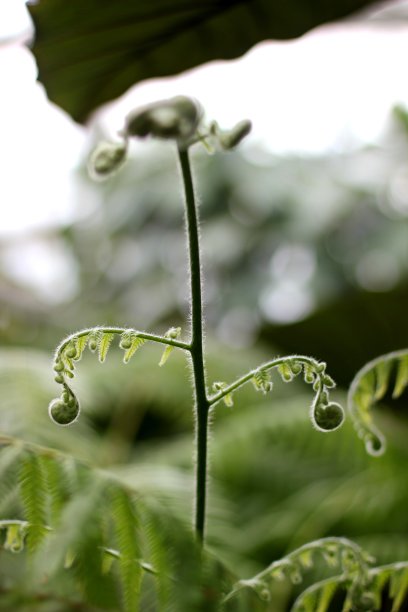 平衡中的蕨类图片下载