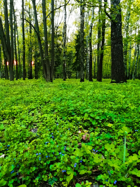 森林图片下载
