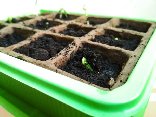 种子萌发，幼苗长成黄瓜。绿色幼苗的选择性特写图片下载