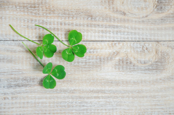 苜蓿叶。圣帕特里克节快乐。有选择性的重点。图片下载