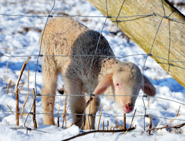 雪中的新生羔羊，德国图片下载