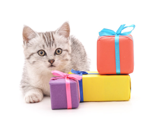 带着礼物的猫。图片下载