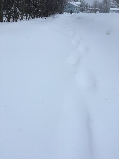 雪地里的脚印图片下载