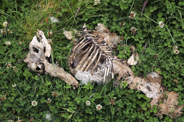 死去的动物骨骼图片下载