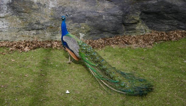 折羽孔雀图片下载