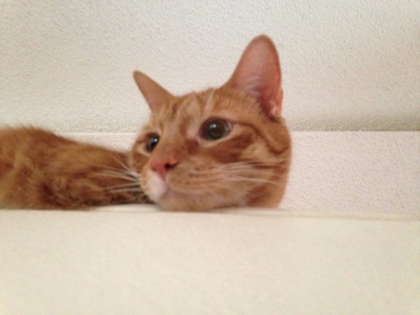 橘色虎斑猫图片下载