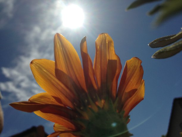 原产地橙花图片下载