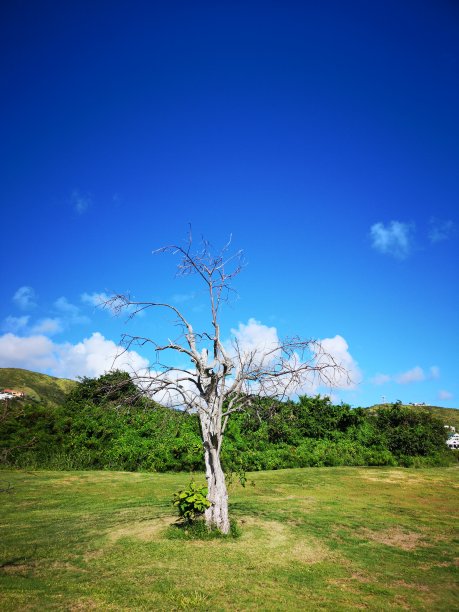 死亡之树图片下载