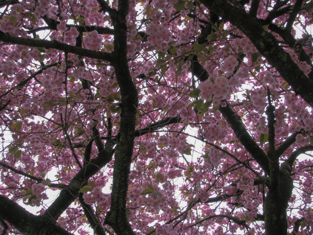 挪威的树冠上盛开着粉红色的花朵图片下载
