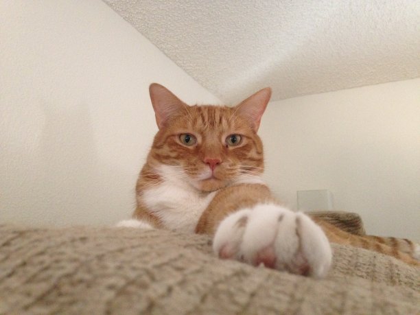 橘色虎斑猫图片下载