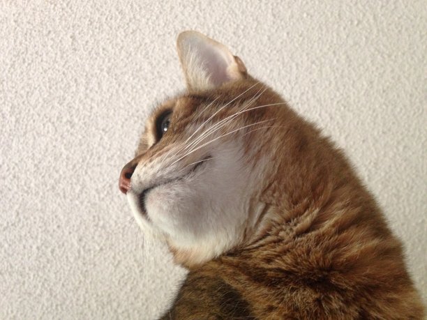 斯多葛派的虎斑猫图片下载