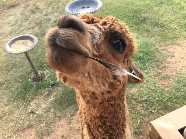 羊驼可可图片下载