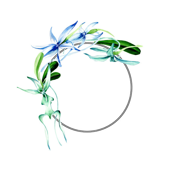 蓝色的稀有的兰花。花卉植物的花。水彩背景插图集。边框装饰方形。图片下载