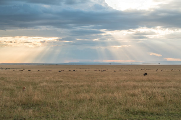 日落时分，草原上的角马在吃草，光线透过云层图片下载