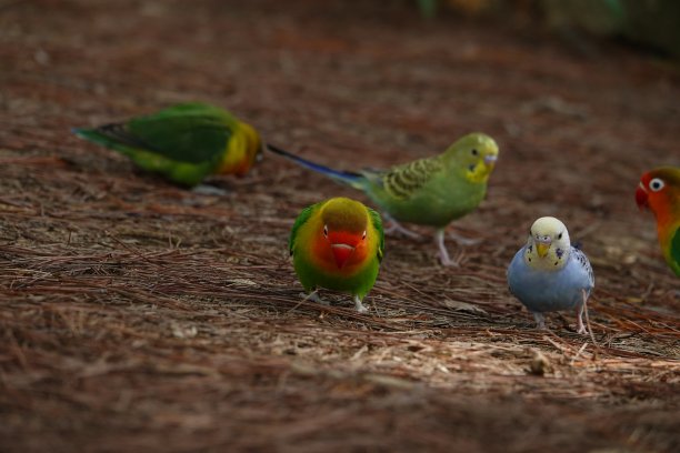 五颜六色的鸟，鹦鹉和虎皮鹦鹉图片下载