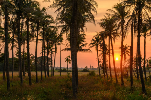 五彩缤纷的日落在椰子种植园图片下载