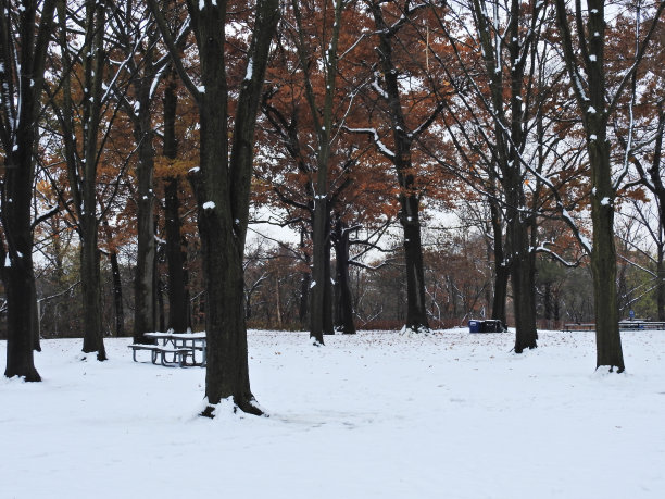 秋树与雪图片下载
