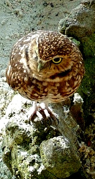 穴居猫头鹰图片下载