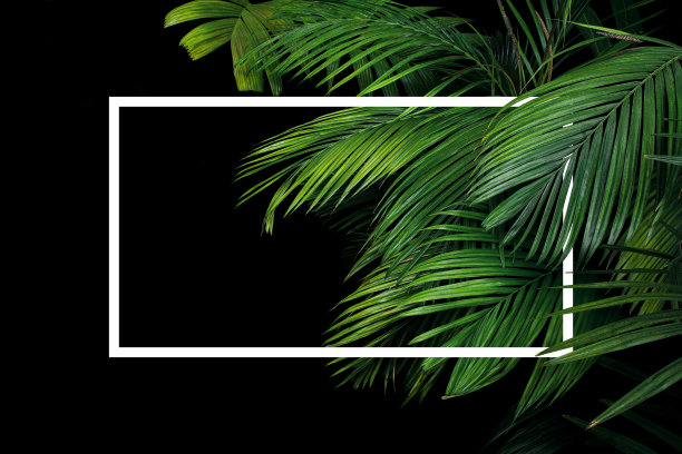 热带棕榈叶热带雨林植物灌木自然背景与白色框架lay out在黑色的背景。图片下载