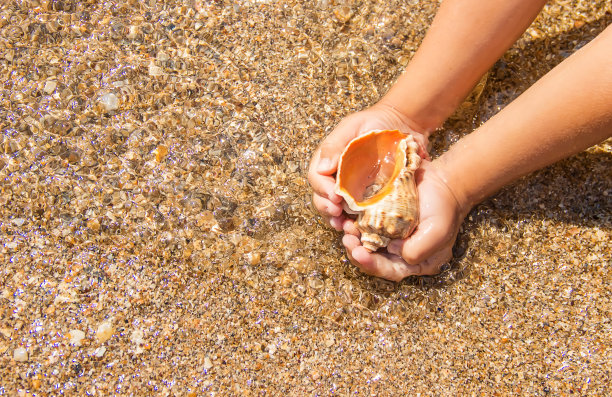 海中的贝壳和海星。夏天的照片。有选择性的重点。图片下载