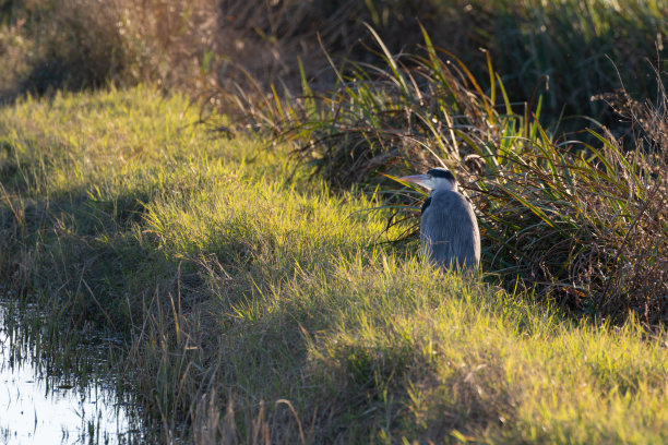 欧洲西班牙瓦伦西亚Albufera自然公园稻田里的苍鹭。自然背景图片下载