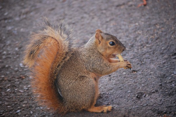 公园里的棕色松鼠素材图片