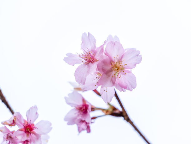 美丽的樱花盛开在春天樱花树孤立在白色的背景，复制空间，近距离。图片下载
