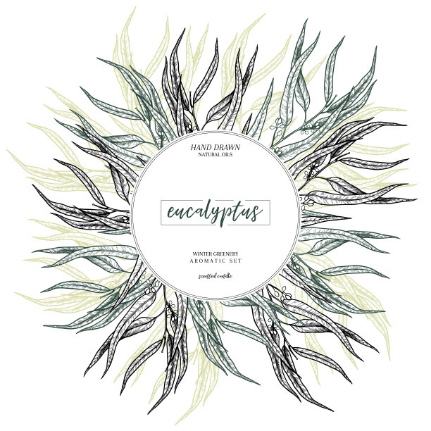手绘一套精油。向量桉树分支。药材产品包装。雕刻艺术。适用于化妆品，医药，治疗，保健，冬季蜡烛设计，芳香疗法。图片下载
