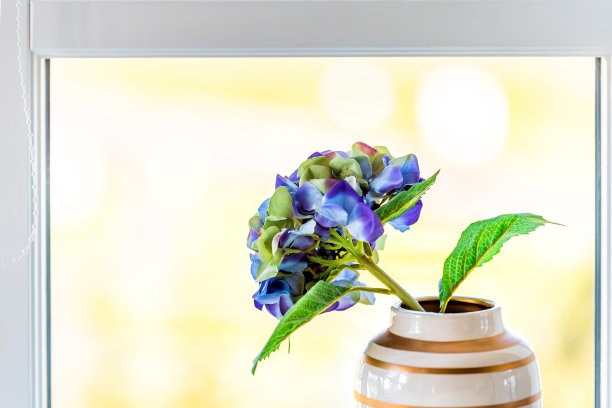 蓝色绣球花束排列在花盆花瓶孤立在明亮的阳光窗与绿色的叶子和木框近距离图片下载