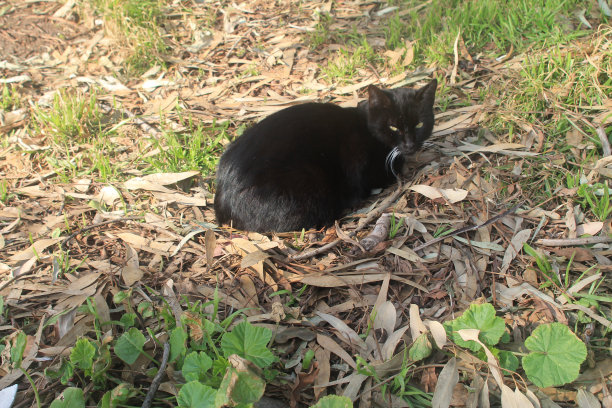 黑猫坐在干桉树叶上图片下载