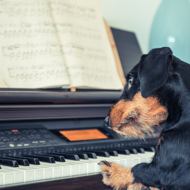 达克斯猎犬图片下载