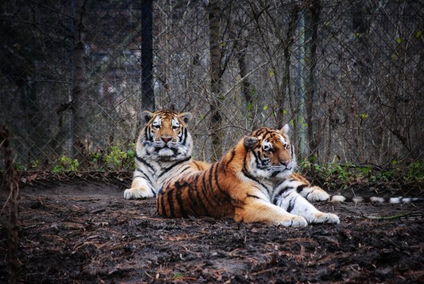 两只东北虎图片下载