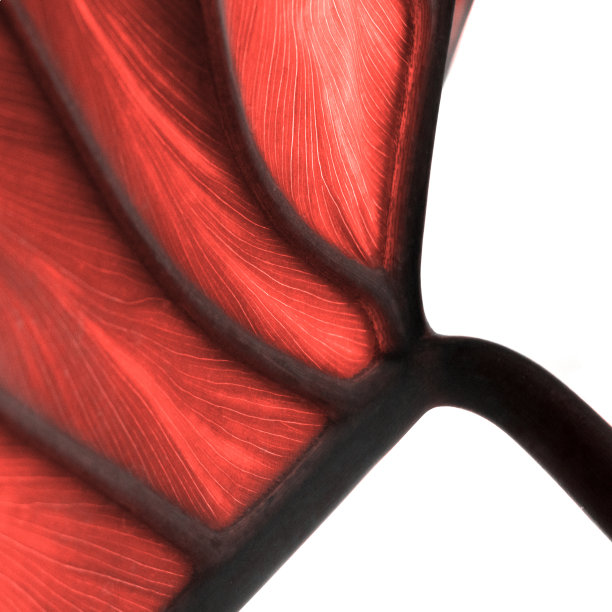 热带纹理的叶子，活珊瑚的颜色。2019年的趋势。孤立在白色图片下载