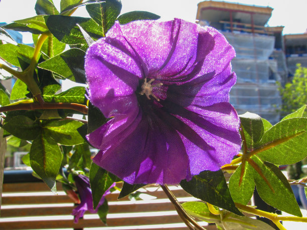 紫色假花宏在挪威的太阳图片下载