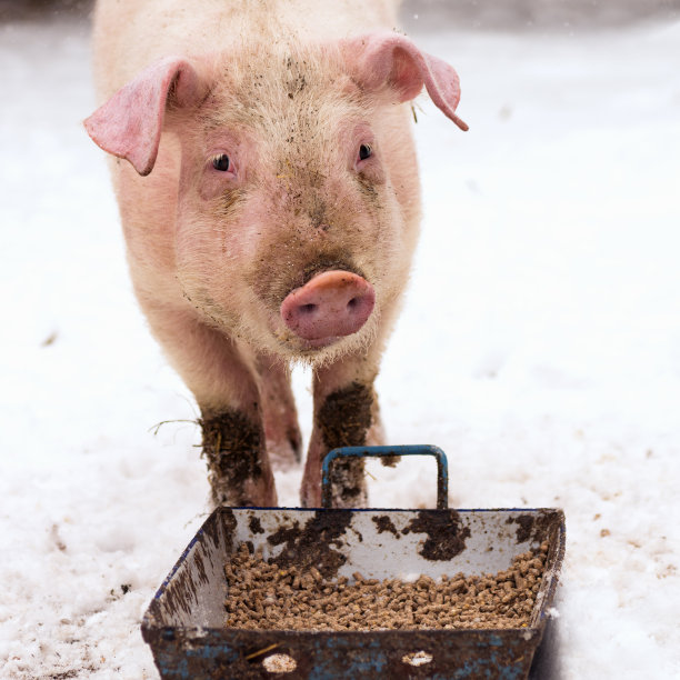 在雪地上吃猪图片下载