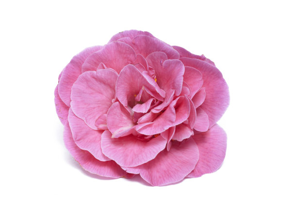 粉色卡梅利娅花图片下载