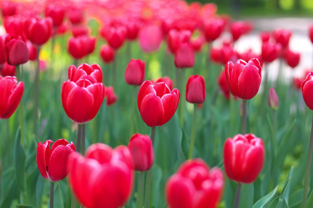 红色郁金香的背景。红色的天然花卉是郁金香。花瓣背景图片下载