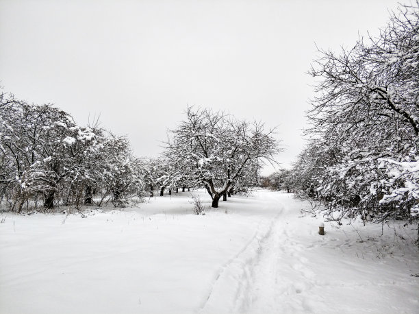 冬季苹果园里的小路图片下载