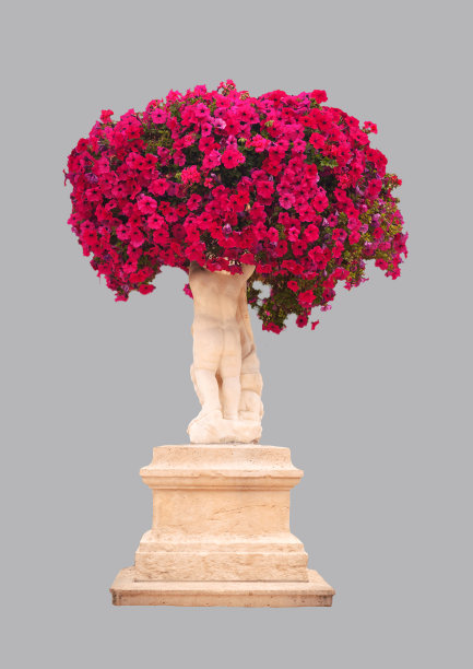 红色的佩妮鲜花图片下载