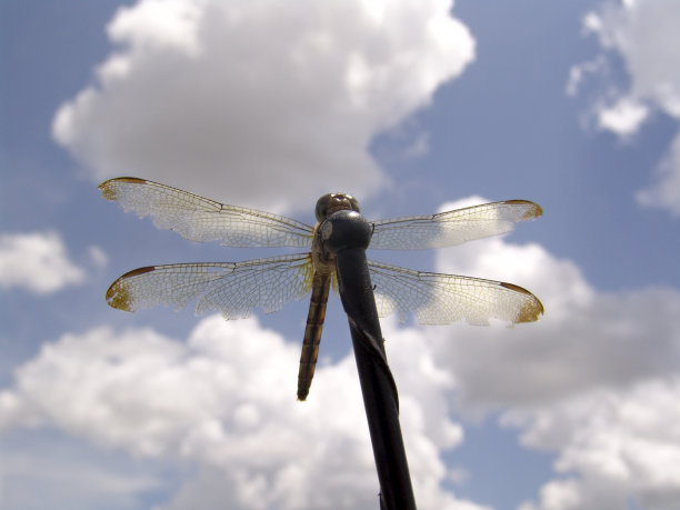 汽车天线上的蜻蜓图片下载