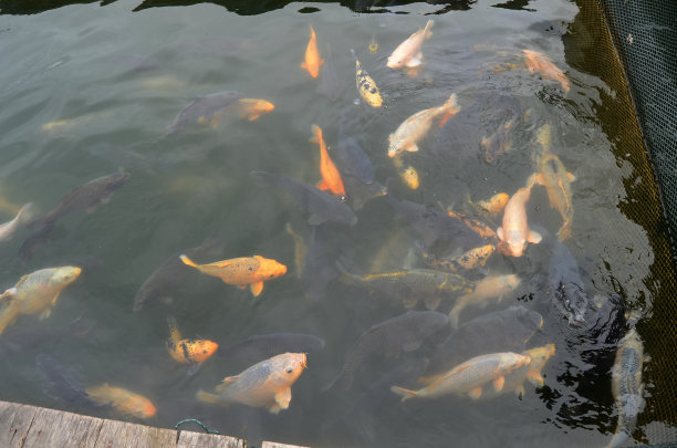 淡水的宠物金鱼图片下载