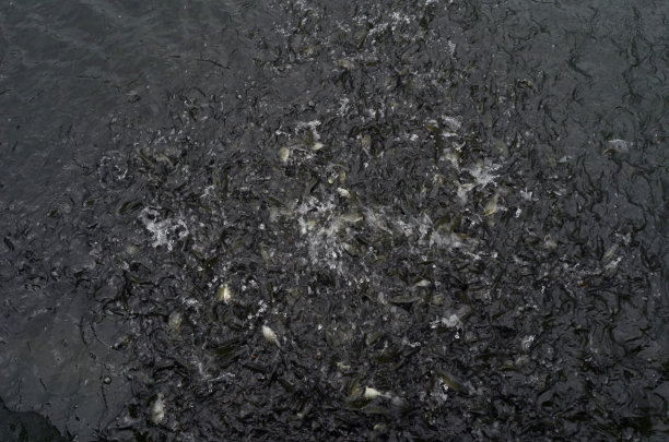 淡水的宠物金鱼图片下载