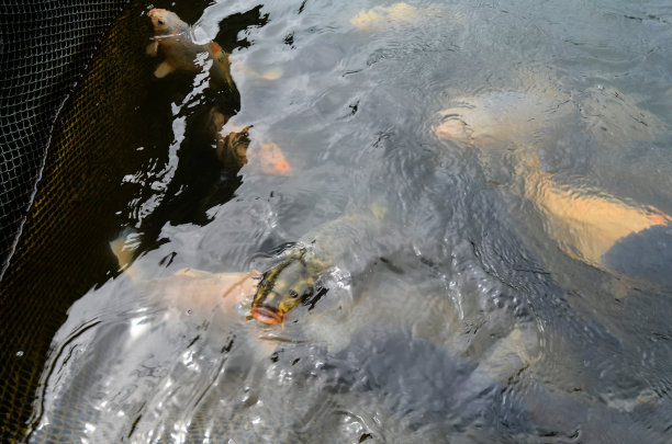 淡水的宠物金鱼图片下载