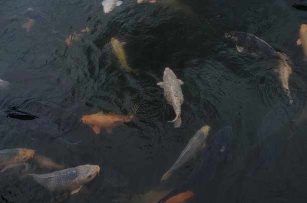 淡水的宠物金鱼图片下载