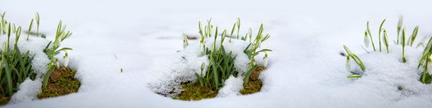 白雪下洁白的雪花莲。自然背景。图片下载