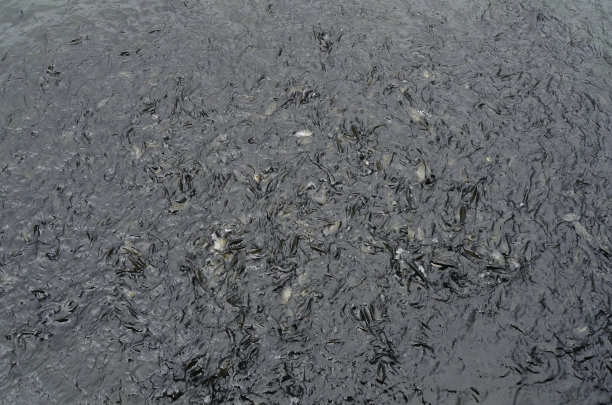 淡水的宠物金鱼图片下载