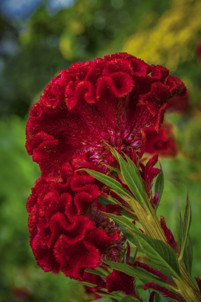 美丽的红色天青花银白色鸡冠花图片下载