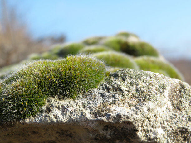 岩石上青苔近，山景图片下载