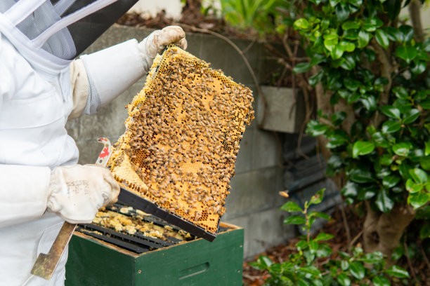 养蜂人检查一个蜂蜜超级框架图片下载
