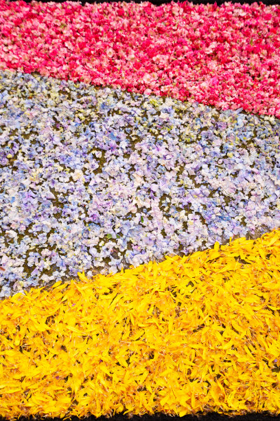 鲜花花瓣背景图片下载